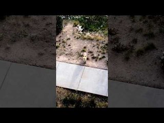 Fox Whisperer Gets Wild Fox to Sit