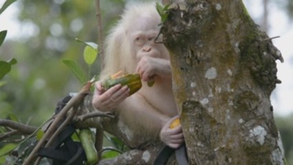 Alba, la orangutana albina de Indonesia, vivirá en un área de selva protegida
