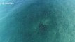 Ce requin nage au milieu d'un banc de poissons qui le fuient en Floride !