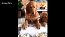 Ce chien ne mange pas s'il ne s'incline pas au début du repas en chine !