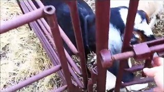 How to Hand-milk a Goat