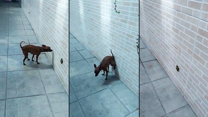Un chien fait sa crotte contre un mur