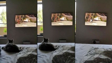 Un chat attaque un oiseau qui passe à la télévision