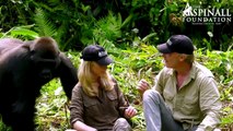 Il gorilla Irma riabbraccia i suoi genitori adottivi