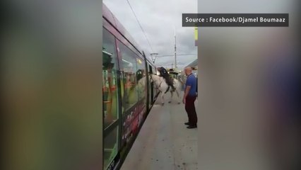Un homme perd un pari et tente de prendre le tram avec son cheval