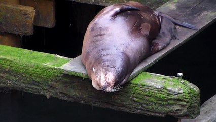 Sea Lion under boards in Astoria