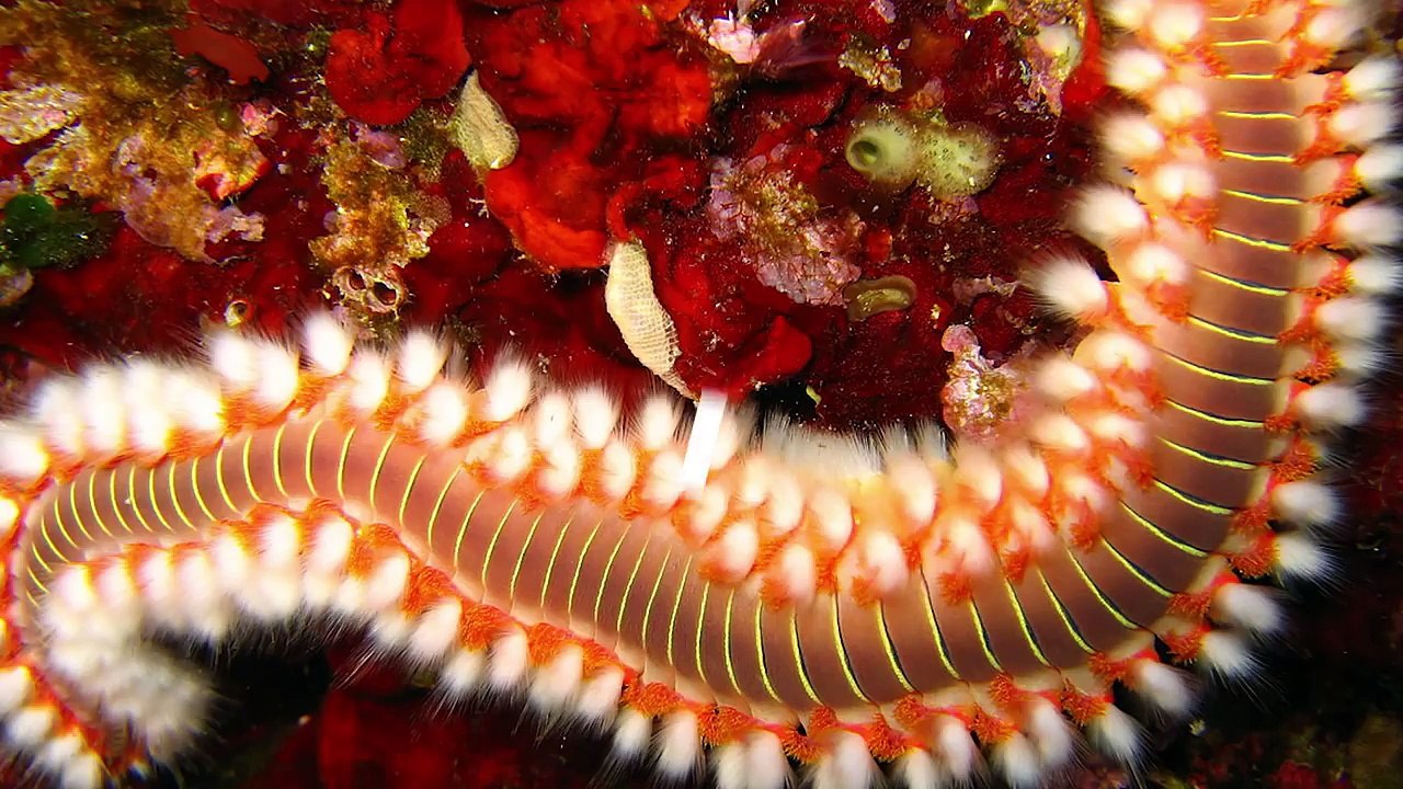 25 Weirdest Worms Ever