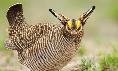 Lạ kỳ với loài chim có sừng đang trên đà tuyệt chủng