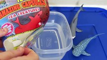 Shark Toys help open Surprise Sea Animal Capsule Toys!