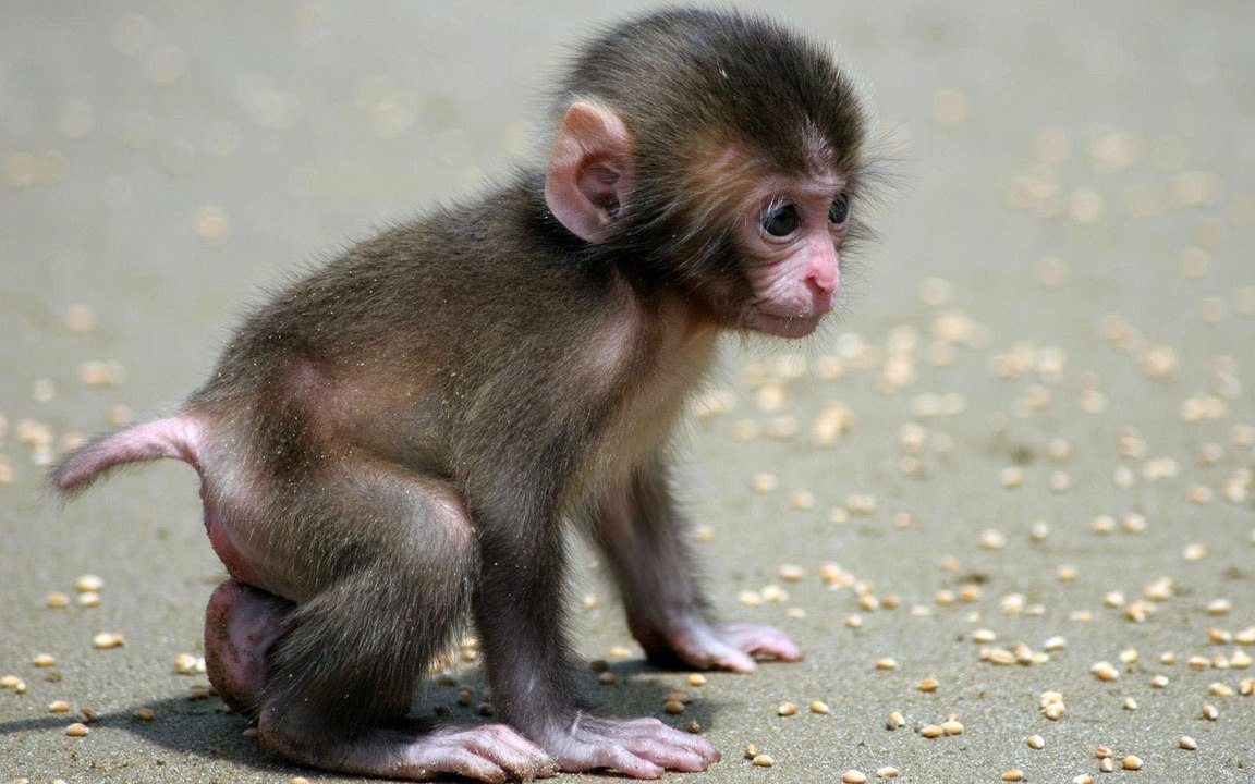 mamay baby monkey massage