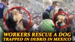 Mexico Earthquake: Viral Video of rescuers saving dog trapped in debris | Oneindia News