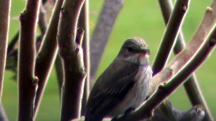 Le petit discours d'un Gobe-Mouches Gris chanteur