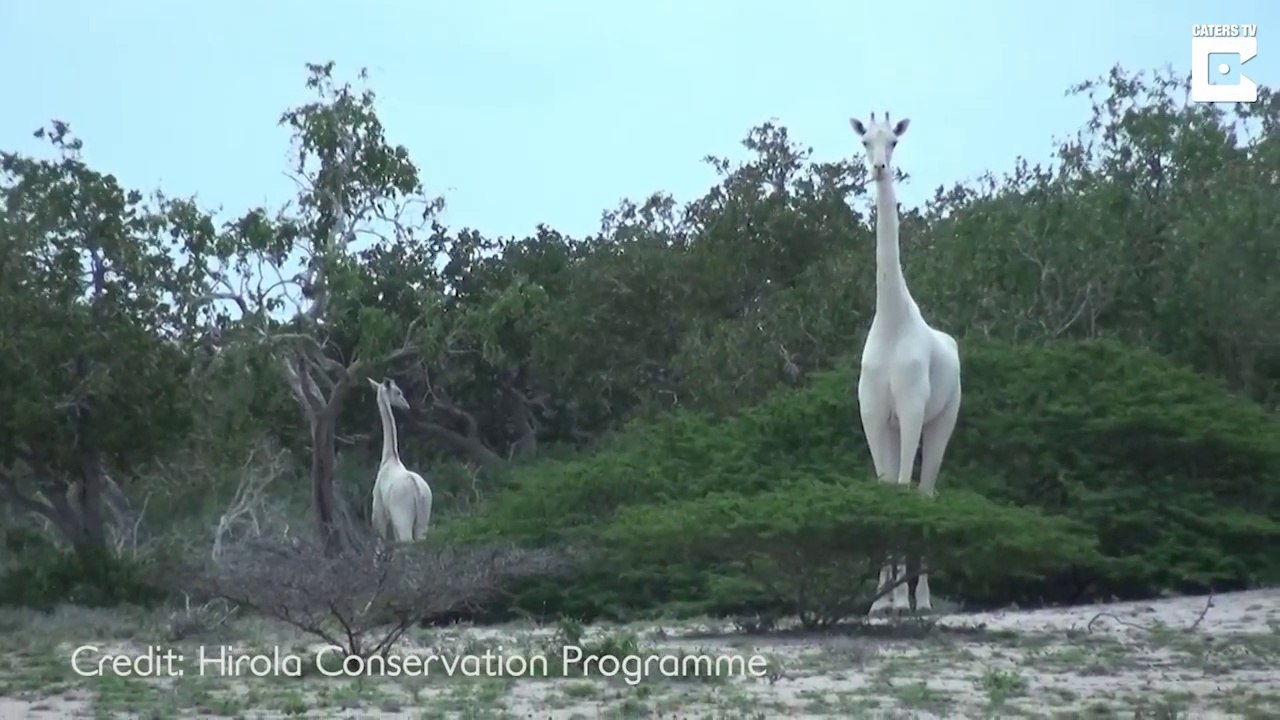 Deux espèces de girafes blanches très rares découvertes au Kenya