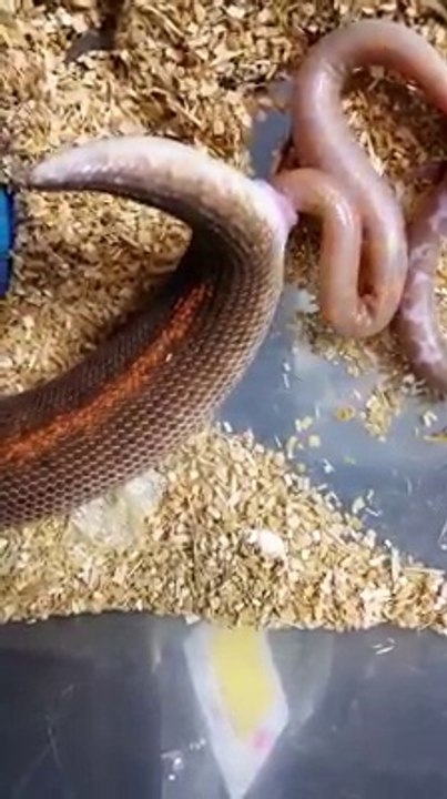 Avez-vous déjà vu la naissance de boas ? Maintenant oui !