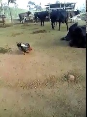 bị gì zay ta.