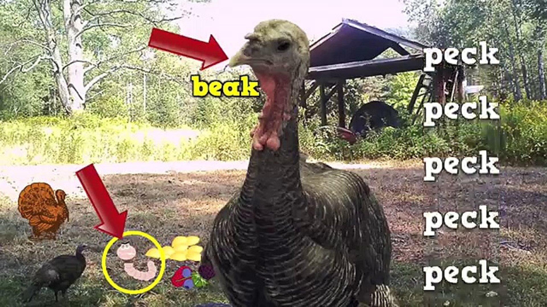 ⁣All You Turkeys Dance Around! (A content-rich turkey song for kids!)