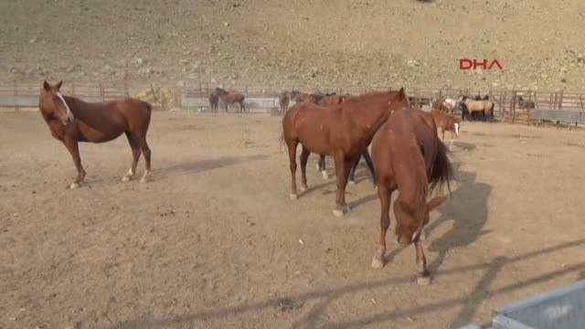 Karaman Yılkı Atları Yakalanmaya Başlandı