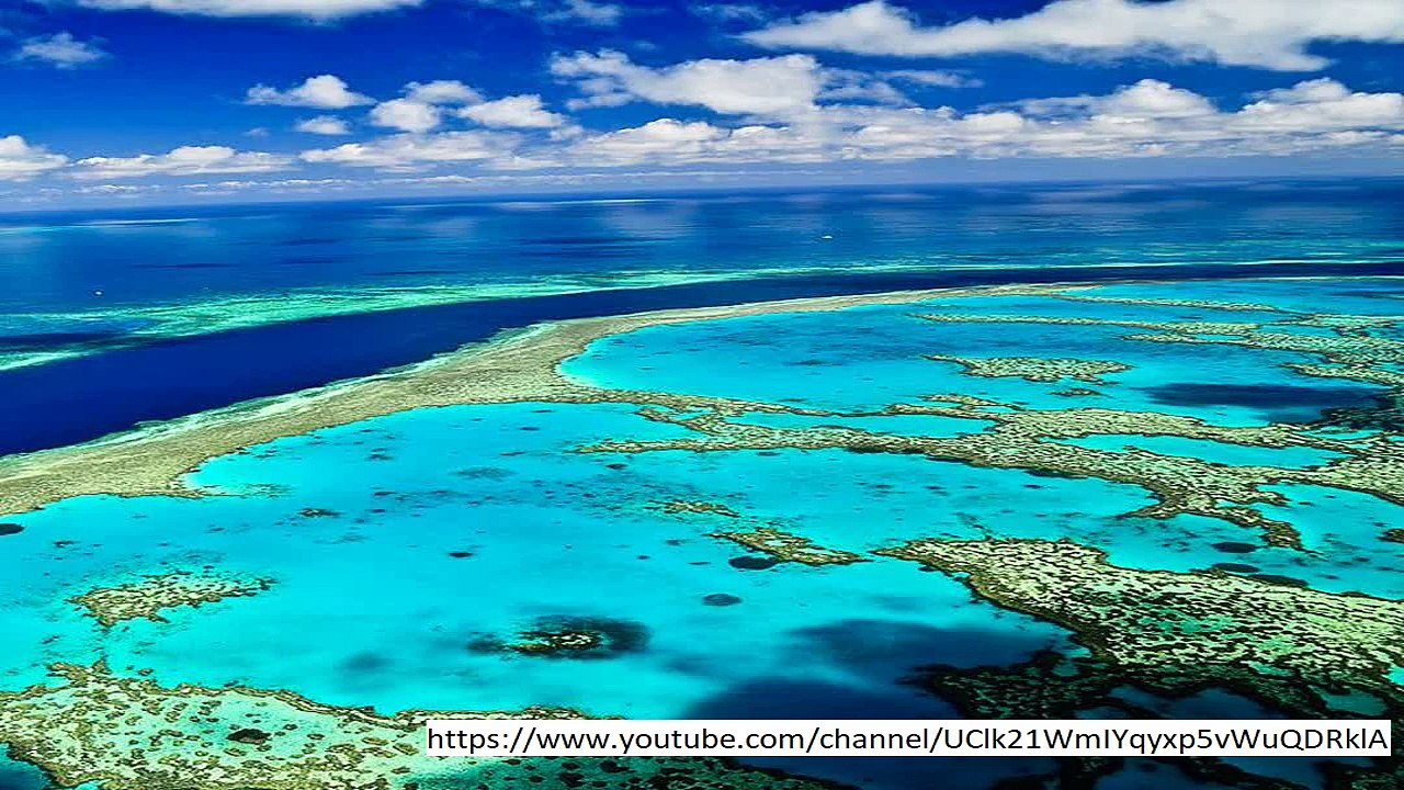 Great Barrier Reef SAVED: The amazing creature that could stop natural wonder dying