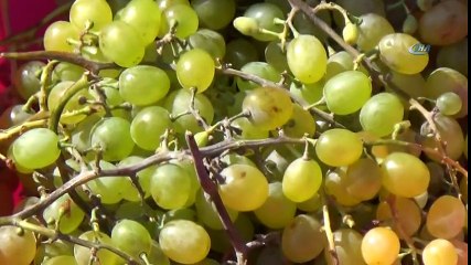 80 Yıllık El Yapımı Taş Havuzda Üzüm Şırası Üretiyorlar