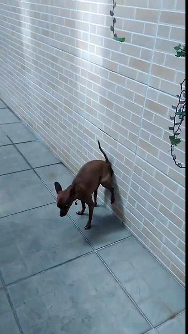 Un Chien Fait Caca Contre Un Mur
