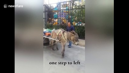 Smart donkey understands owner's orders
