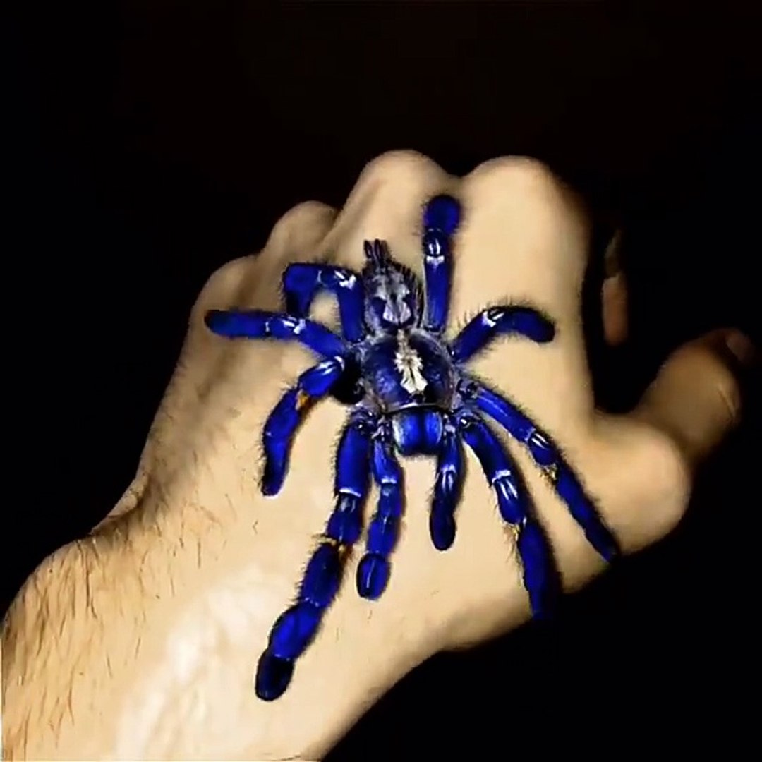 Cette araignée bleue est magnifique et terrifiante à la fois! - Vidéo  Dailymotion