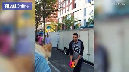 Pooch plays pass the ball while hanging out of a backpack