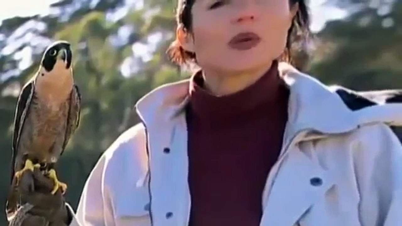 Animal Attack National Geographic Documentary