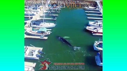 Paus di Pantai terbaru 2017-2018-2019