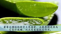 神奇萬用【蘆荟膠】的功用太多了！方便又好用！趕緊種一盆在家裏吧