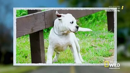 Cesar 911 - S2E1 - Loaded Gunny