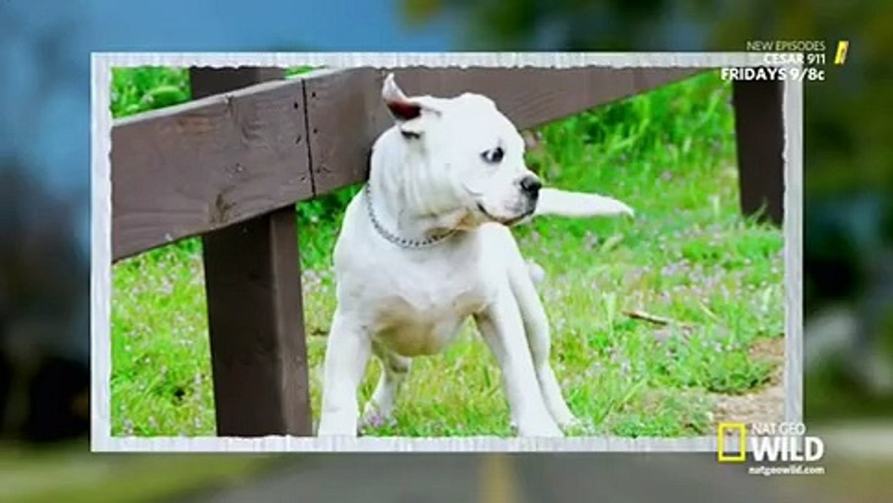 Cesar 911 - S2E1 - Loaded Gunny