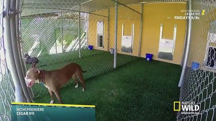 Cesar 911 - S2E3 - Caged and Confused