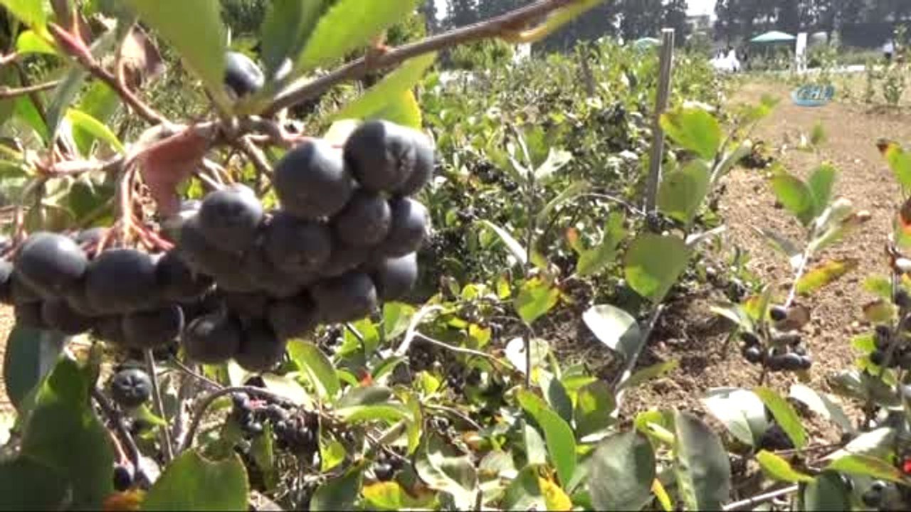 Kanser Savaşçısı Bitki Artık Türkiye'de de Üretiliyor