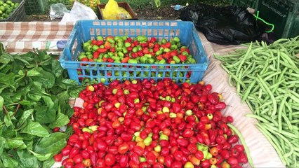 20170322 - SUJET -MARCHÉ SOLIDAIRE AGRICULTEURS