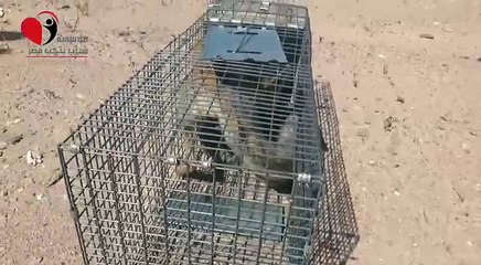 البيئة تطلق "ثعلب أحمر وثعبان طريشة" لبيئتهم الطبيعية بمحمية راس محمد