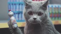 Kediler Alışveriş yaparlarsa - En komik kedi videoları