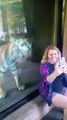 Regardez la réaction de ce tigre face à cette femme enceinte... Incroyable
