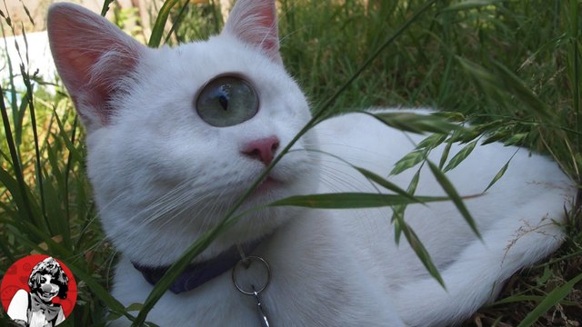 LOS 6 GATOS MAS RAROS E INCREIBLES QUE NO CREERAS QUE EXISTEN | OSCAR JACK