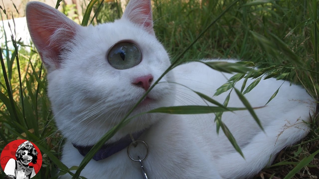 LOS 6 GATOS MAS RAROS E INCREIBLES QUE NO CREERAS QUE EXISTEN | OSCAR JACK