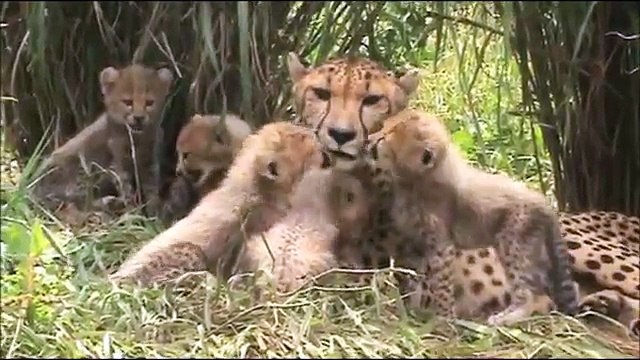 Cheetahs for Kids: Learn All About Cheetahs - FreeSchool