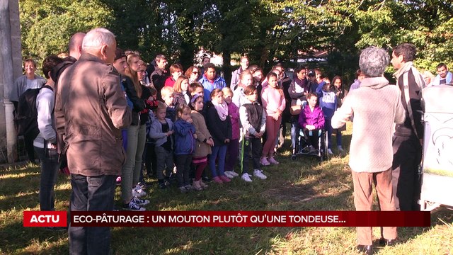 Gradignan : sept moutons pour tondre la pelouse