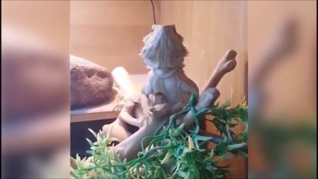 Ce lézard fait tout comme son maitre... Mains en l'air, pattes en l'air