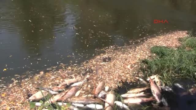 Bursa Karacabey Canbalı Deresinde Yine Balık Ölümleri