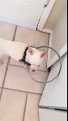 Bumper Buddy in action!