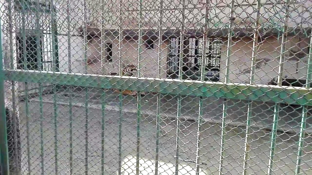 ঢাকা চিড়িয়াখানা-বাঘ
