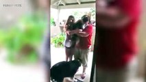 Dogs Meet Their Owner After A Long Time