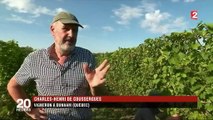 Climat : quel sort pour les vins français ?