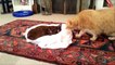 Cat tries to revive his dead friend