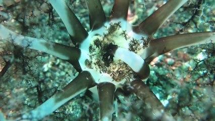 Télécharger la video: Images incroyables d'un concombre de mer qui se nourrit! Bluffant et magnifique